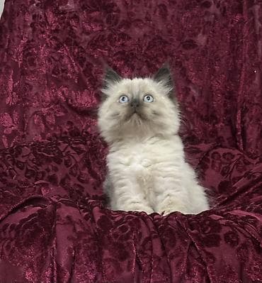 доберман купить щенка: Тайская, 2 месяца, Девочка, Биколор, Приучена к лотку — 9