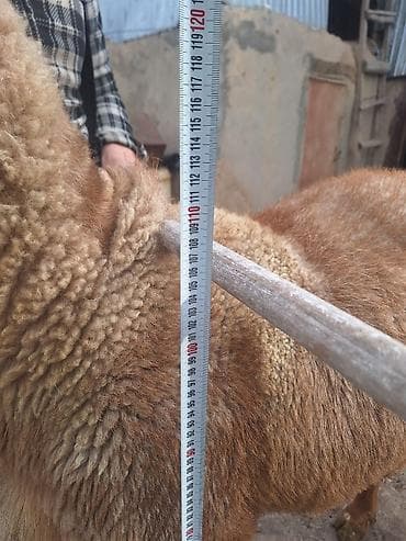 Продаю | Баран (самец) | Для разведения | Племенные at lalafo.kg Продаю | Баран (самец) | Для разведения | Племенные