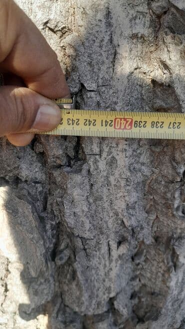 бу спальный гарнитур бишкек цены: Жаңгак багы сатылат — 2