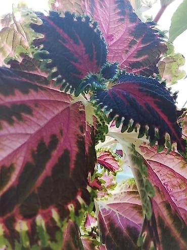 green leaf: Колеус (пестролистный, декоративнолистный сорт) - Яркий крупнолистный — 1
