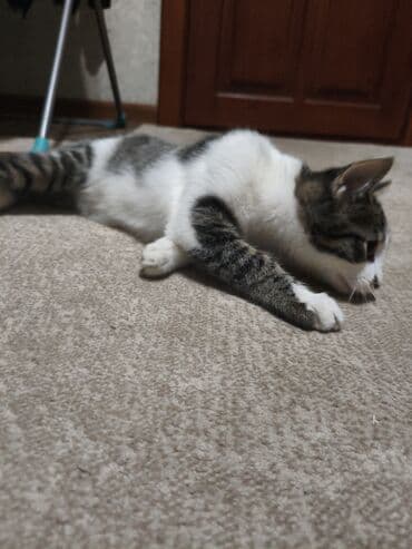 домик для кота: 4 месяца, Мальчик, Приучена к лотку — 5