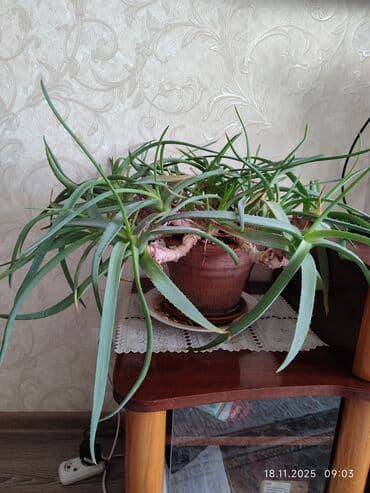 алоэ вера форевер: Продаю алоэ лечебный. Возраст более 5 лет — 2