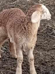 корм доя собак: Сатам | Козу | Арашан | Көбөйтүү үчүн | Ургаачы — 8