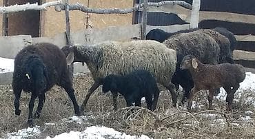 ат жаныбар: Сатам | Ургаачы кой (ургаачы), Козу, Кочкор (эркек) | Көбөйтүү үчүн | Бооз, Ургаачы, Токту — 5