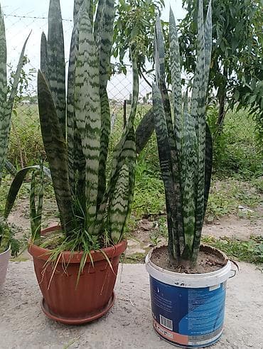 Бөлмө өсүмдүктөрү: Гулдор сатылат баары 5000сом . цветы Сансевиерия (Щучий хвост — 4