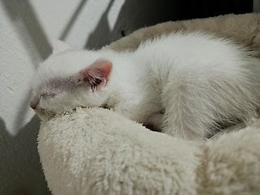 белые котята: Као-мани, 4 месяца, Мальчик, Белый, Метис, Приучена к лотку, Проглистована — 4