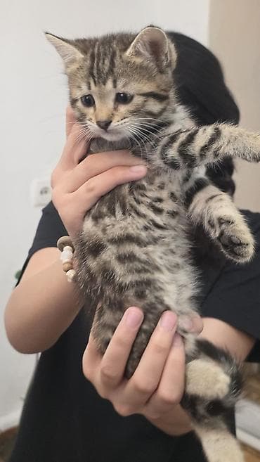 котятя: Продаются невероятно красивые, активные и ласковые котята! Малышам — 2