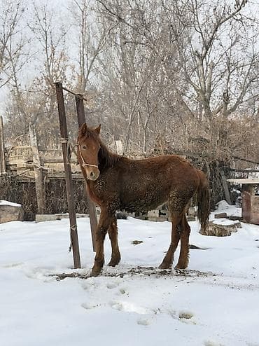 Башка жаныбарлар: Сатам | Байтал | Жумушка — 2