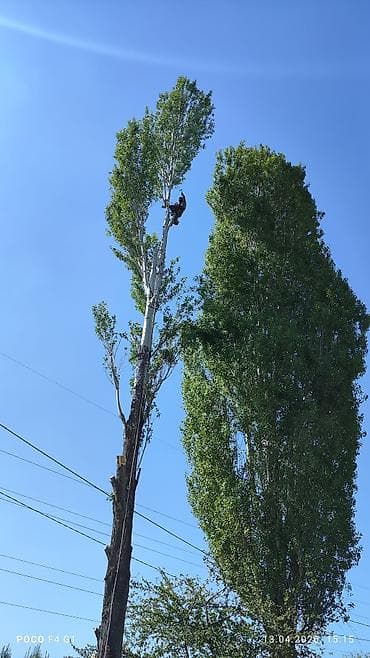 Спил Дерево Тал, Бак, Жаңгак акацса Дуб Орехи терек карагач Отун