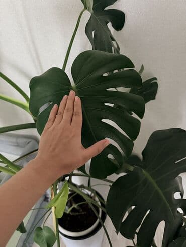 растении: Монстера делициоза (Monstera deliciosa) Кашпо продается отдельно — 2
