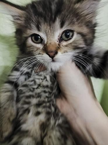 scottish fold: Пушистое счастье в ваш дом! Очаровательные котята ищут семью 🐾 — 3