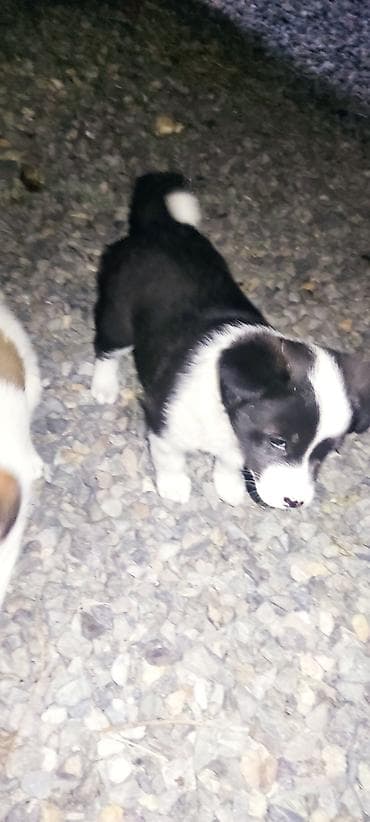 эублефар купить бишкек: Отдам даром щенки бардер колли 1 Мес мальчики адрес город Ош село — 10