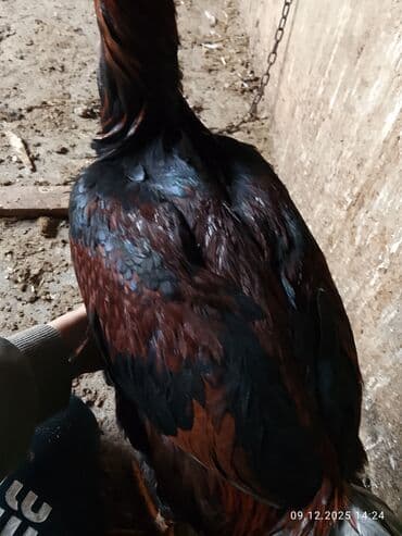сколько стоит корова: Продаю петуха бойцевой Дакан молодой — 10