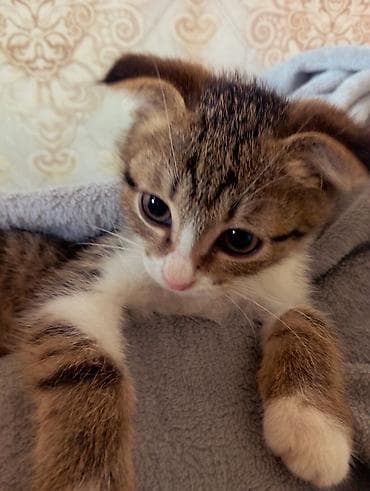кошки мальчики: 3 месяца, Мальчик, Биколор, Метис — 1