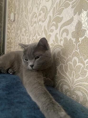 британский кот: Продам в хорошие руки Кошка породистая шотландская,девочка — 2