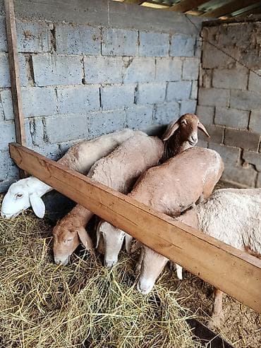 Животные: Продаю | Овца (самка) | Арашан | Для разведения — 2