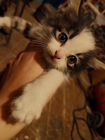 кошка кот: Котята породы сиамская — 1