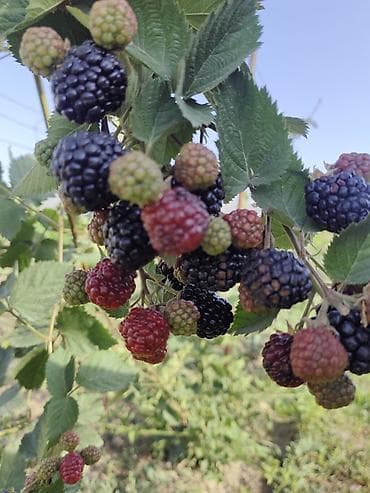 деревянный манеж: Ежевика Оптом, Самовывоз — 2