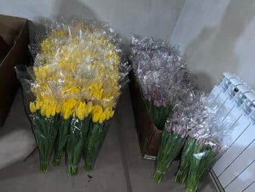 цветы крупные: Саженцы цветка: Тюльпаны — 3