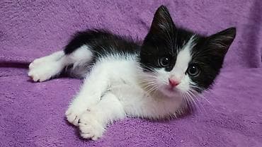 один мальчик и два котёнка: БЕСПЛАТНО! Котята 1,5 месяца, черно-белые мальчики и девочка пантера — 9