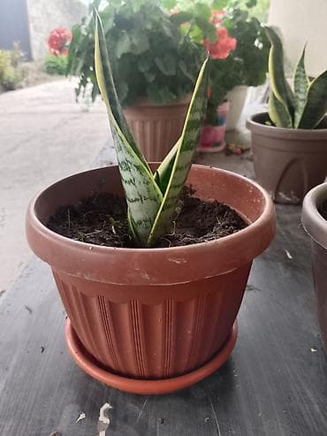 Комнатные растения: Сансевиерия (Sansevieria trifasciata, «щучий хвост», «тещин язык») в — 4
