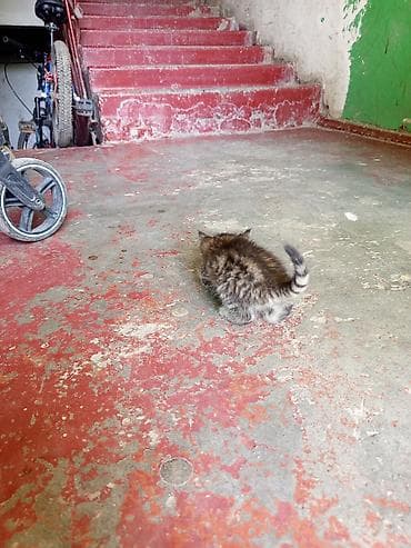 приют котят: Кошка даром: Беспородная, 1 месяц, Девочка — 4