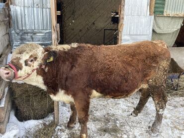 Уйлар, букалар: Сатам | Бука (эркек) | Герефорд | Бордоп семиртүү үчүн | Байланган — 3