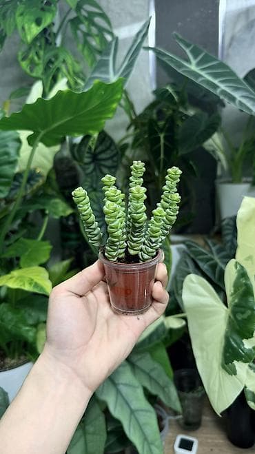 Комнатные растения: Клубни Алоказии Регал Шилдс 300-350-400с Клубень Алоказии Пинк дракон — 9