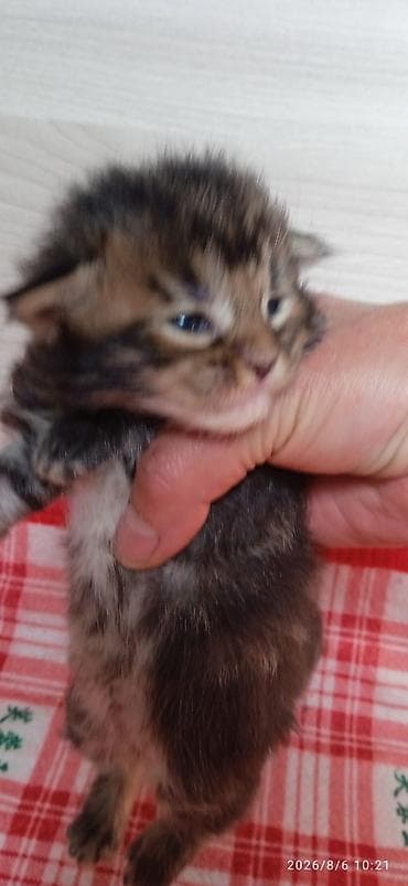 шиншилла кошка: Мейн-Куны 🥰🥰🥰 Предлагаются к брони котята Рысята ❤️ — 3