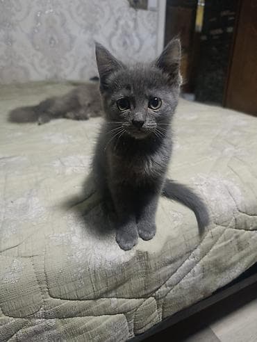 Отдаю в добрые руки котят, все мальчики. К лотку приучены at lalafo.kg Отдаю в добрые руки котят, все мальчики. К лотку приучены