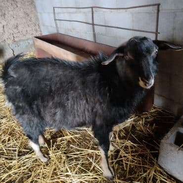 Акция Продается козлята.улактар 7мес 12000 тыс. все мальчики . на