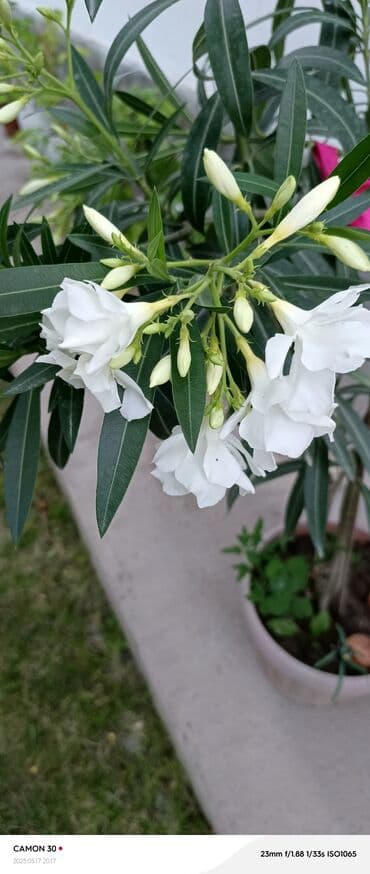 продажа рассады: Көчөттөр гүлдүн — 20