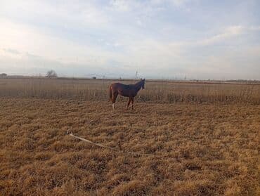 куда можно отдать кошку в бишкеке: Продаю | Жеребец, Жеребенок — 1