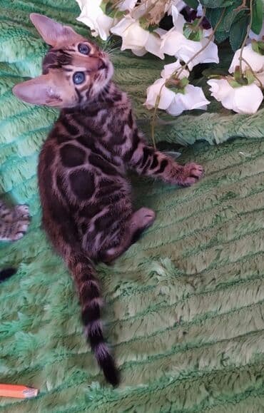 куда можно отдать собаку в бишкеке: Новые Бенгальские детки. Питомник Бен Гла Мур предлагает — 6