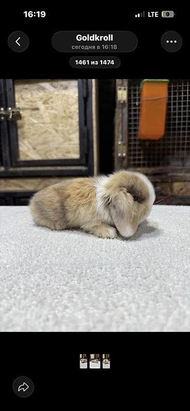 собака маленькая: Мини-лоп (Mini Lop) крольчата, сплит-окрас “мармелад” и другие — 6