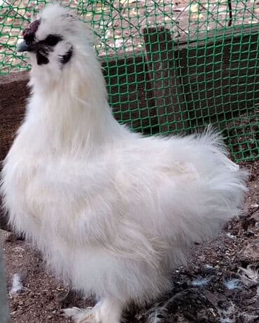 Продаю | Куры, Петух