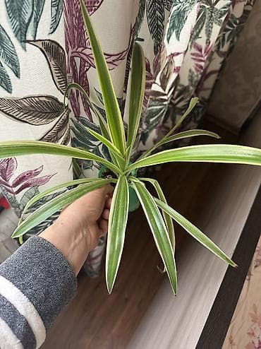 бамбук цветы: Все цветы по 75 сом . Хорошие корни . Полезные цветы . Хлорофитум — 1