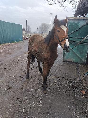 Кочкорлор, койлор: Сатам | Тай | Аргын | Жумушка | Асыл тукумдуу — 8