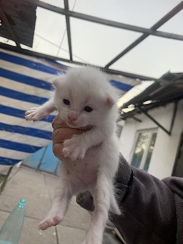 отдам бесплатно котенка: Белоснежный котёнок с голубыми глазами. Описание: - Окрас: чисто — 5