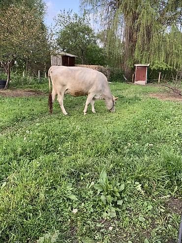 диск пес: Продаю | Корова (самка) | Для молока | После отела — 1