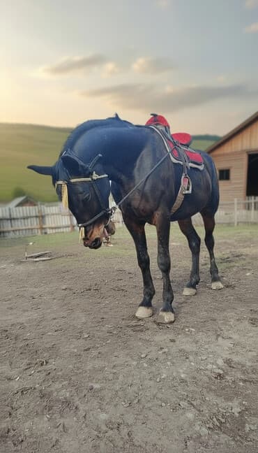 животные в добрые руки: Айгыр сатылат 6 асый. үйүргө аябай жакшы 20 25 бээ менен жүрөт улагы — 1