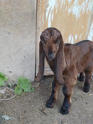 кошка сфинкс с шерстью: Продаю | Козлёнок | Битал | Для разведения | Племенные — 3