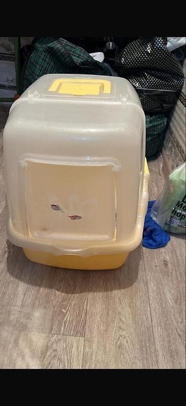 scottish fold: Шотландские вислоухие котята (Scottish Fold), дымчато‑серый окрас. - — 5