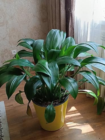 Растения для офиса и дома.Аспидистра (Aspidistra elatior) в
