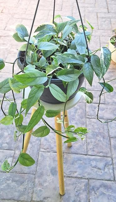 лоза: Эпипремнум Cebu Blue и Pothos Pinnatum White в одном горшке. - Объём — 2