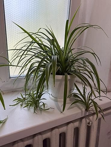 хлорофитума: Хлорофитум (Chlorophytum comosum) в горшке. - Сорта с зелёными — 1