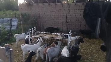 собаки рынок в бишкеке цены: Продаю | Коза (самка), Козёл (самец), Козлёнок | Полукровка, Зааненская | На забой, Для разведения, Для молока | Племенные — 3