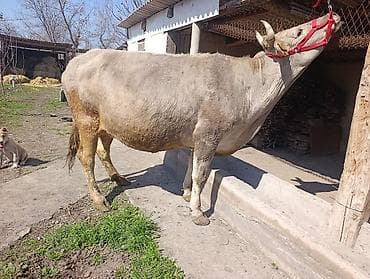 порода телята: Продаю | Корова (самка) | Полукровка | Для молока | Привязанные — 2