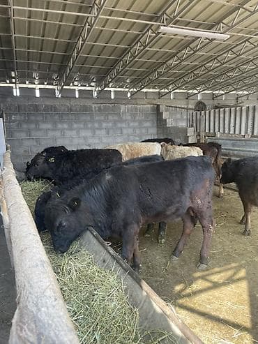 Животные: Продаю | Бык (самец), Музоо, торпок | Ангус, Шароле — 2