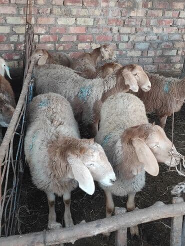 иттер алабай: Продаю | Ягненок | Полукровка | Для разведения | Ярка — 3